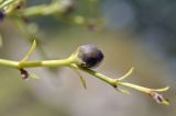 Scrophularia bicolor. Верхушка побега с плодом. Крым, г. Симферополь, окр. мкр-на Пневматика, куэста, каменистая осыпь. 15.07.2025.