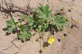 Potentilla incana