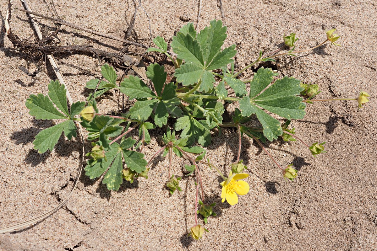 Image of Potentilla incana specimen.