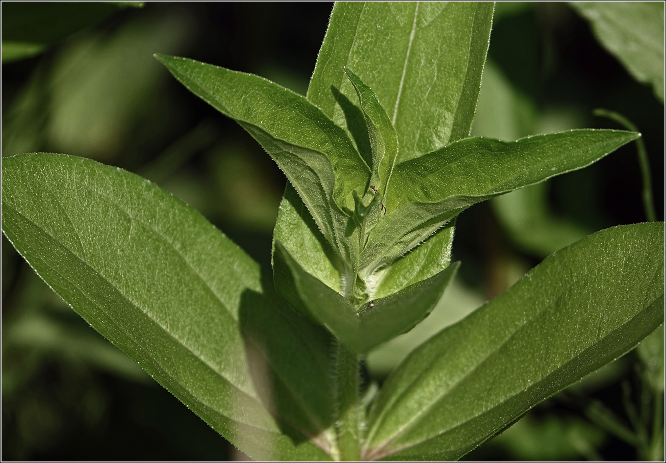 Image of Zinnia elegans specimen.