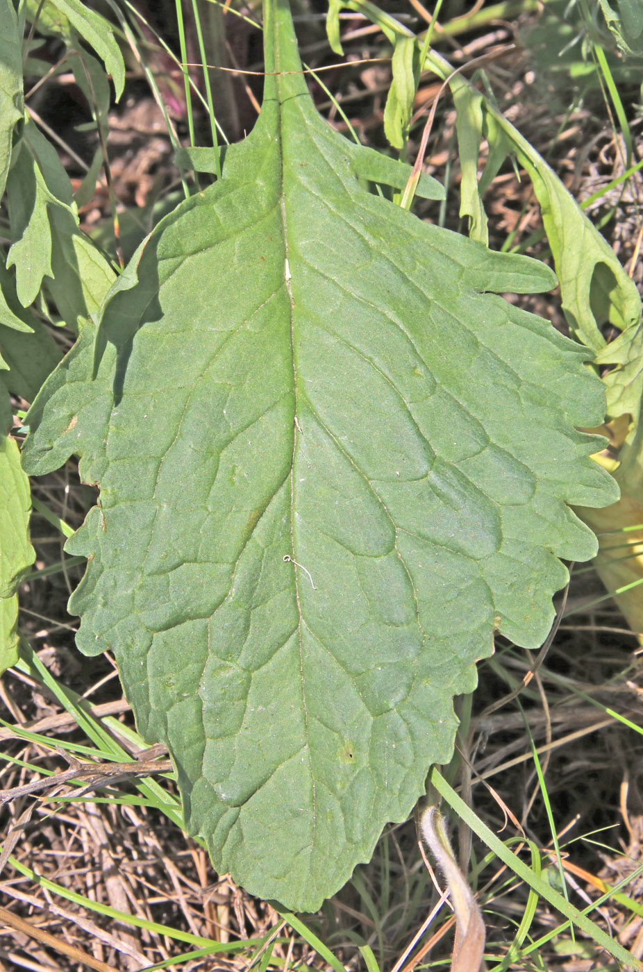 Image of Senecio jacobaea specimen.
