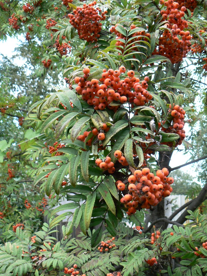 Изображение особи род Sorbus.