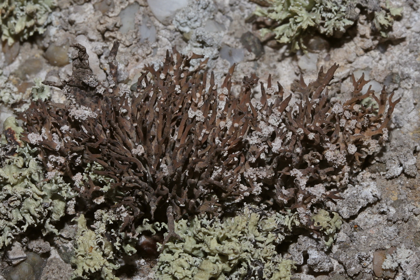 Image of Roccella phycopsis specimen.