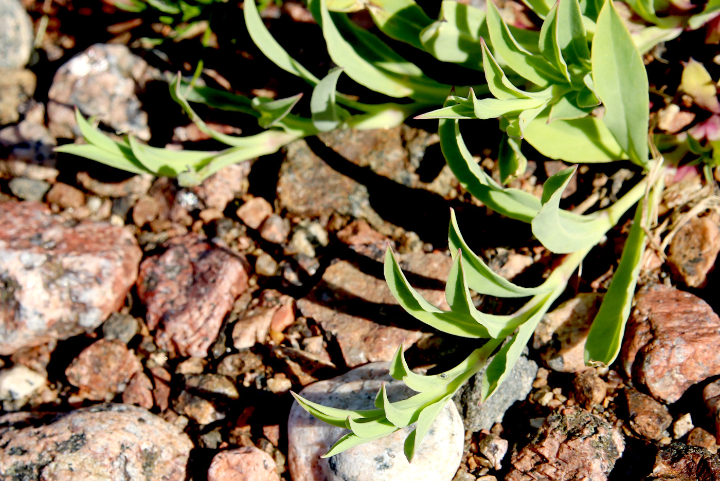 Image of Oberna littoralis specimen.