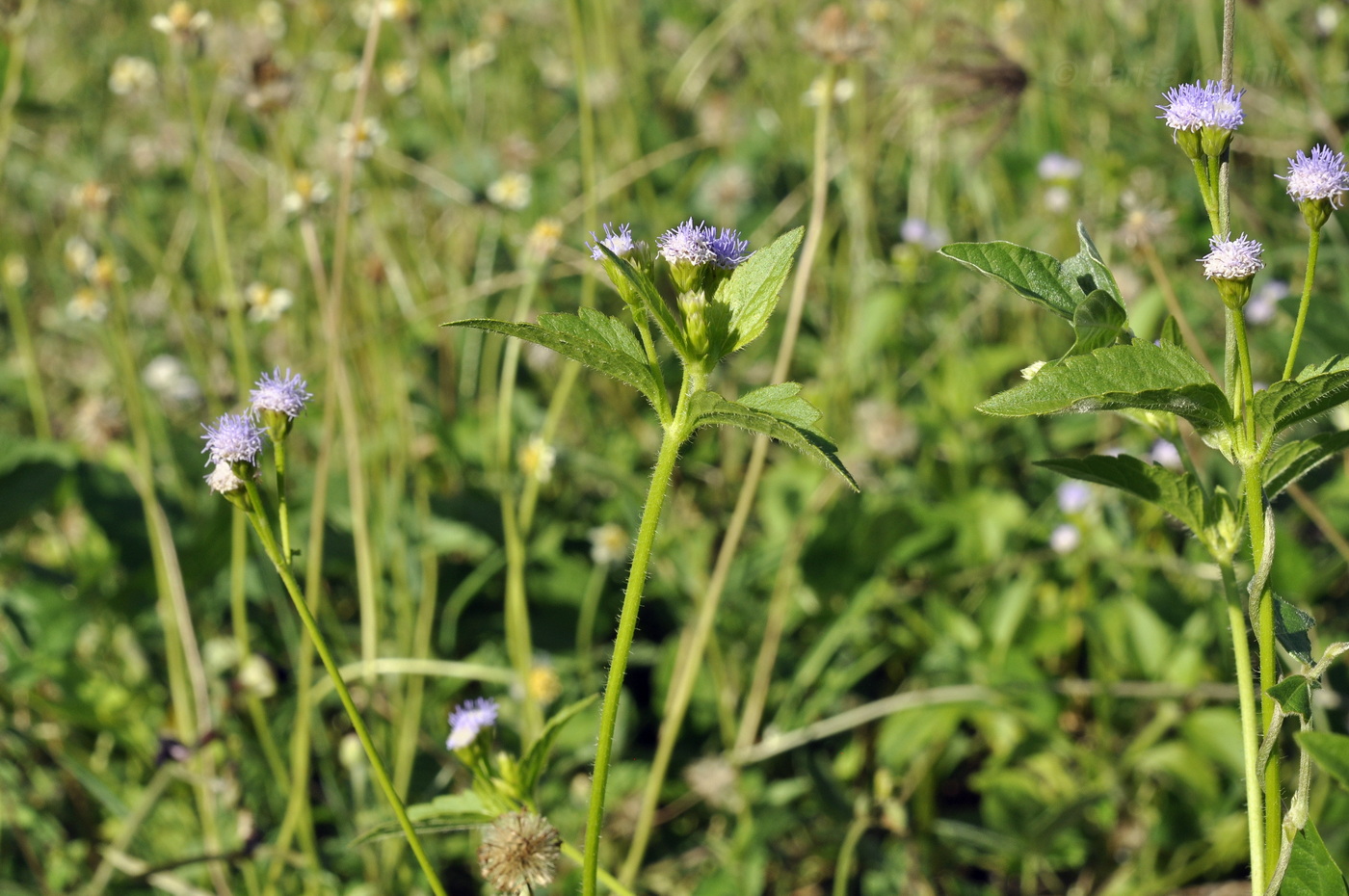 Image of Ageratum conyzoides specimen.