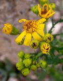 Senecio vernalis. Цветущее и развивающиеся соцветия. Крым, западная окраина г. Судак, подножие горы Лысая (Голая), на краю виноградника. 22.04.2025.