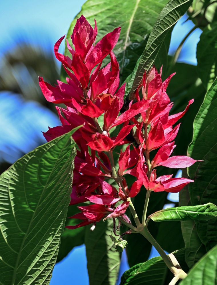 Изображение особи Megaskepasma erythrochlamys.