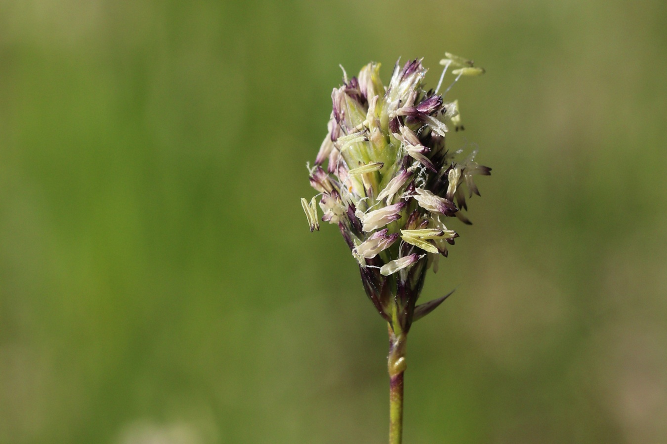 Изображение особи Sesleria caerulea.