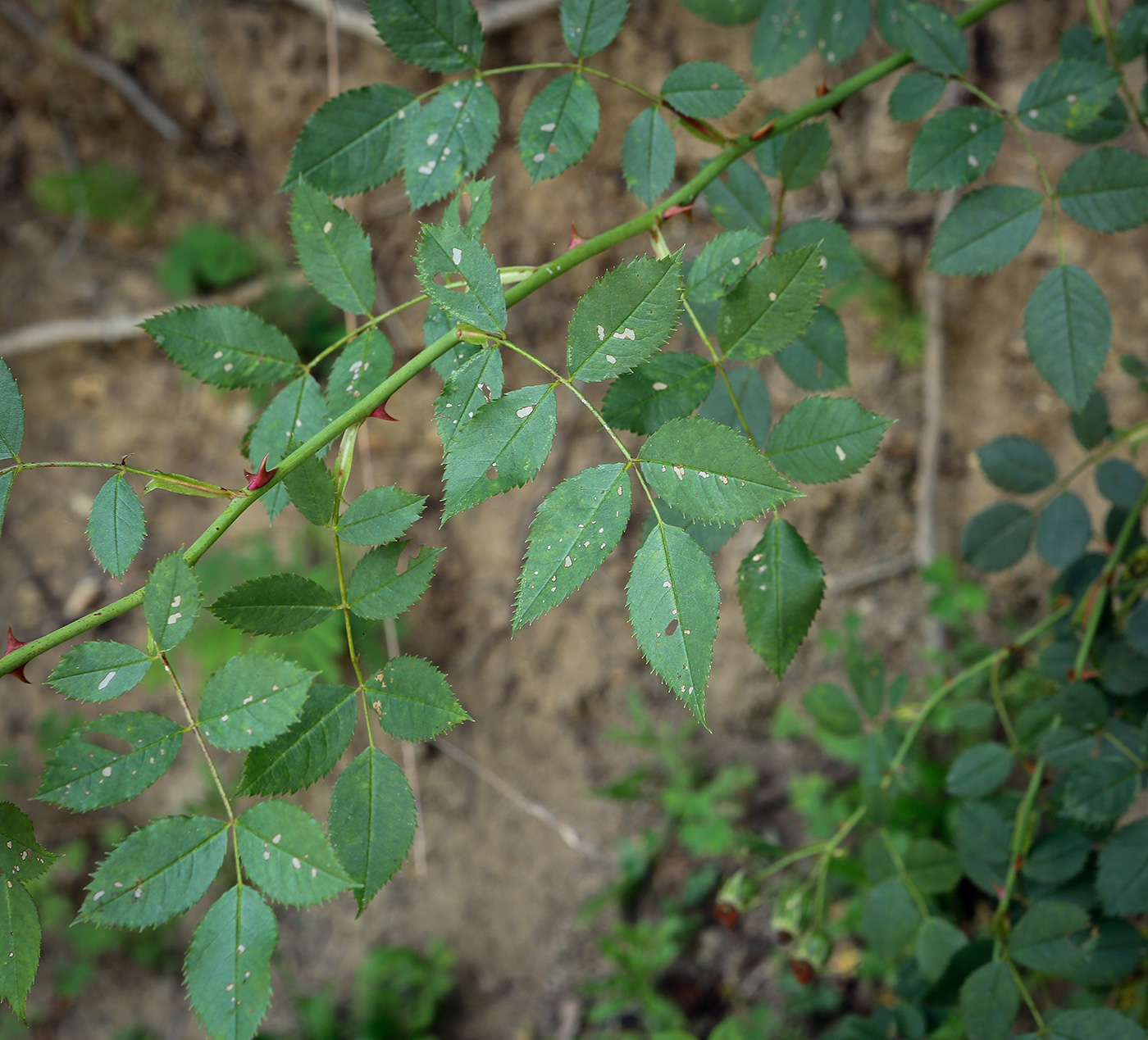 Image of Rosa agrestis specimen.