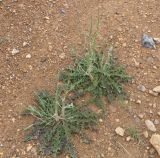 Image of taxon representative. Author is Намиг Аббасов