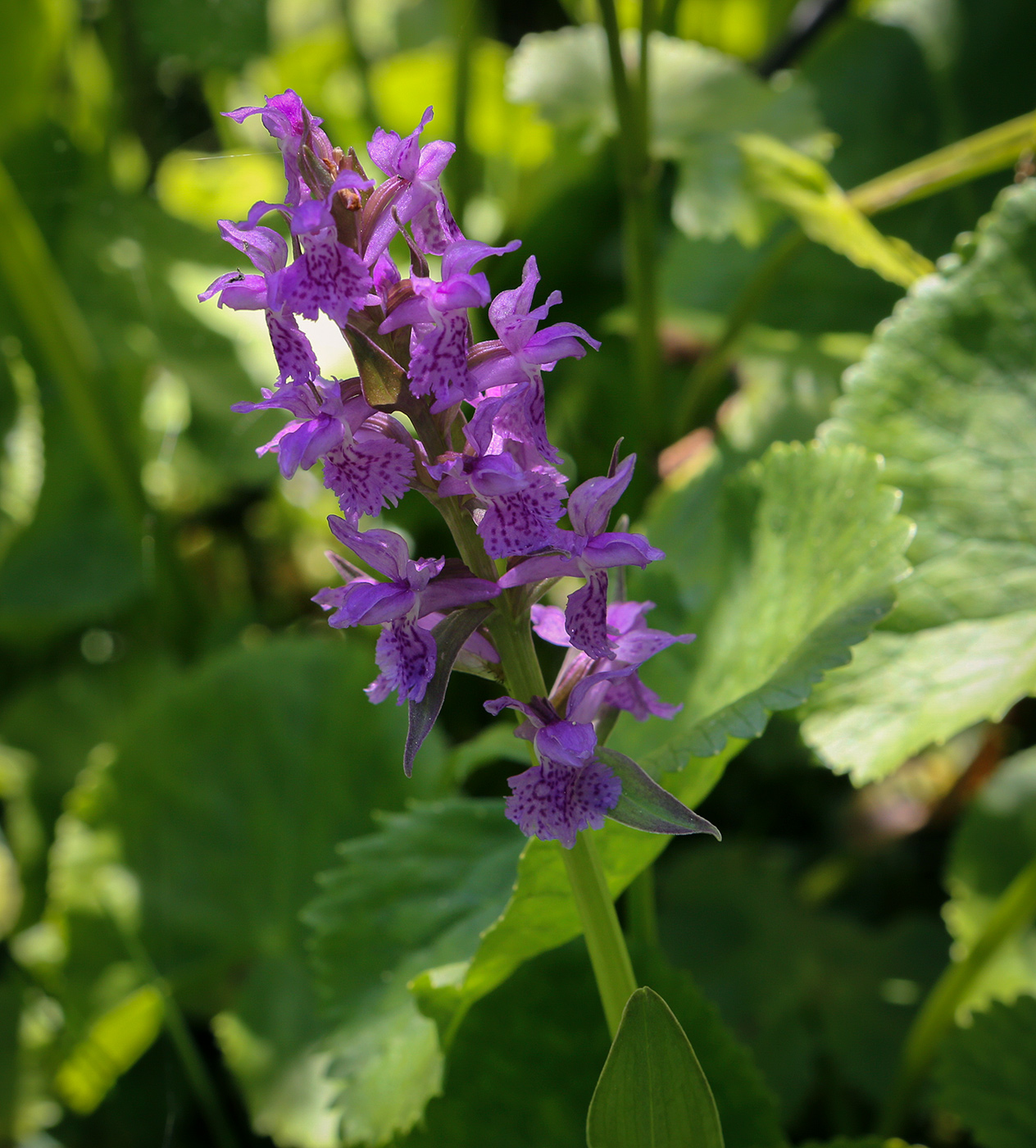 Image of Dactylorhiza urvilleana specimen.
