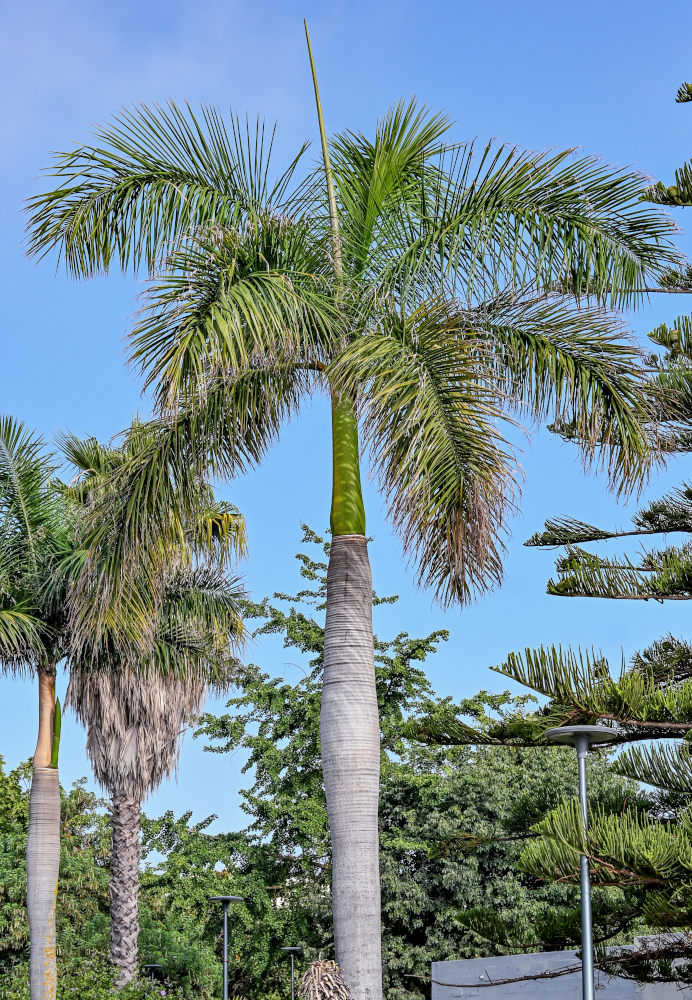Image of Roystonea regia specimen.