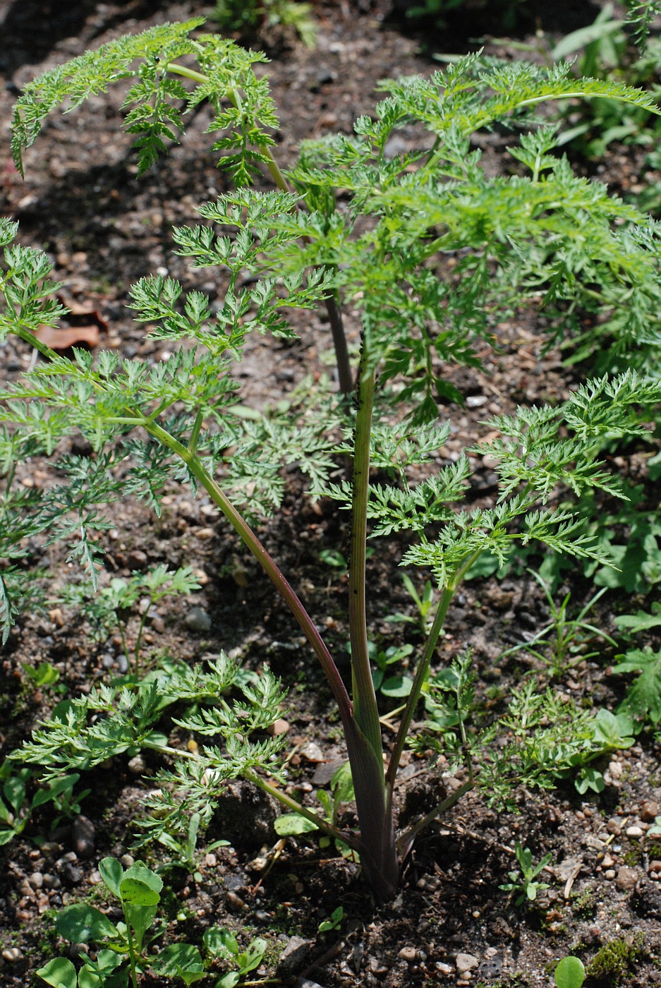 Изображение особи род Selinum.