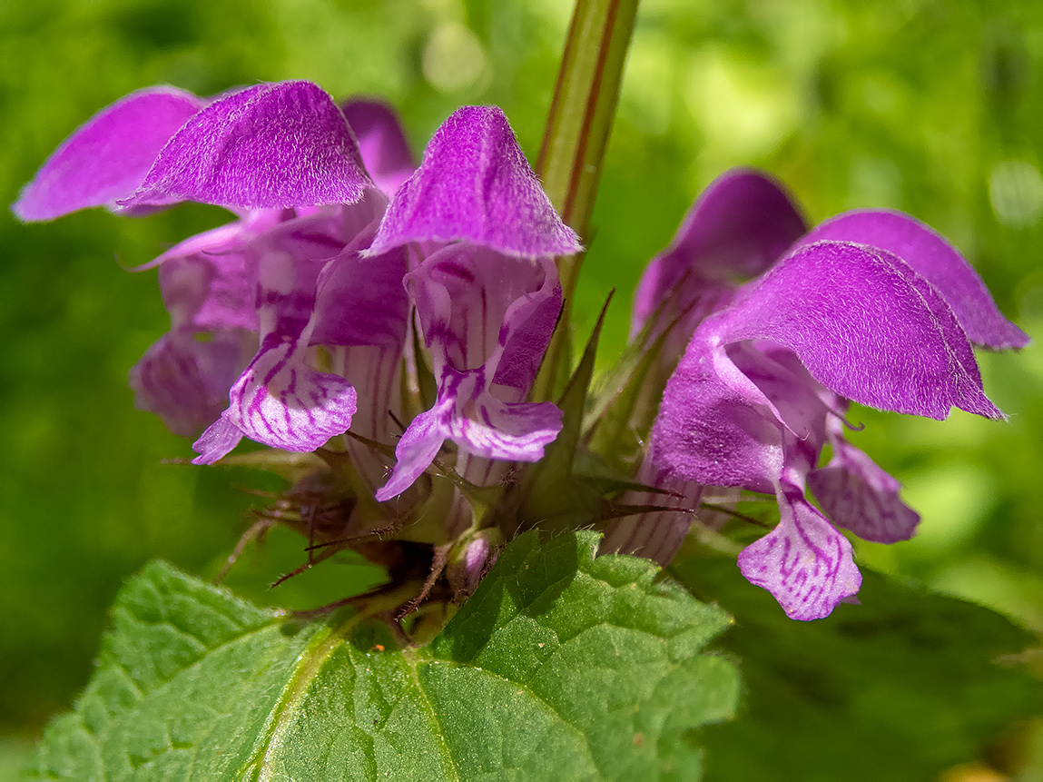 Изображение особи Lamium purpureum.