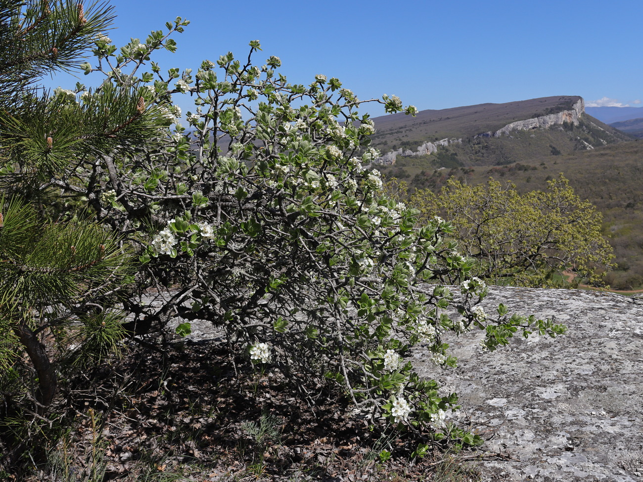 Изображение особи Pyrus elaeagrifolia.