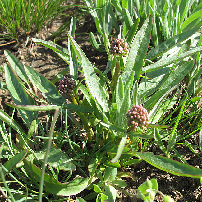 Изображение особи Valeriana tuberosa.