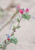 Echium angustifolium. Верхушка соцветия. Турция, пров. Анталья, р-н Демре, окр. г. Демре, пляж Чайагзы (Çayağzı Plajı), зарастающие дюны. 06.01.2026.