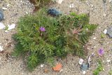 Смотреть изображение Erodium stephanianum