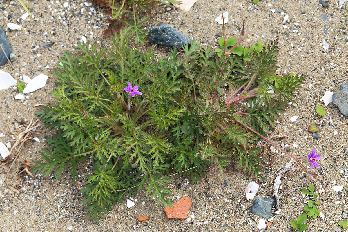 Изображение особи Erodium stephanianum.