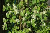 Amelanchier spicata. Часть цветущей ветви. Ленинградская обл., Ломоносовский р-н, пос. Дубки, дачный участок, в культуре. 17.05.2026.