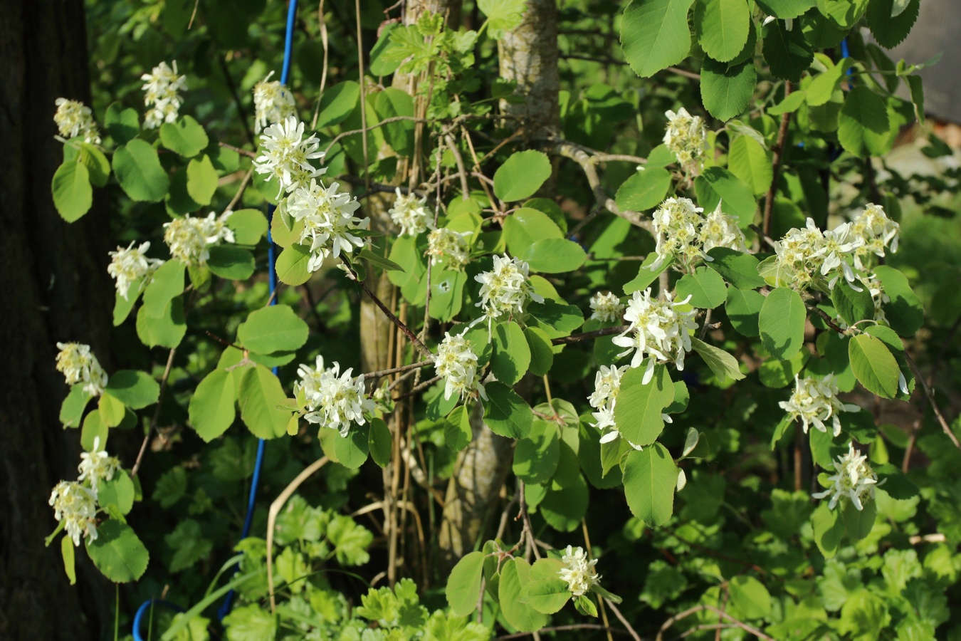 Изображение особи Amelanchier spicata.