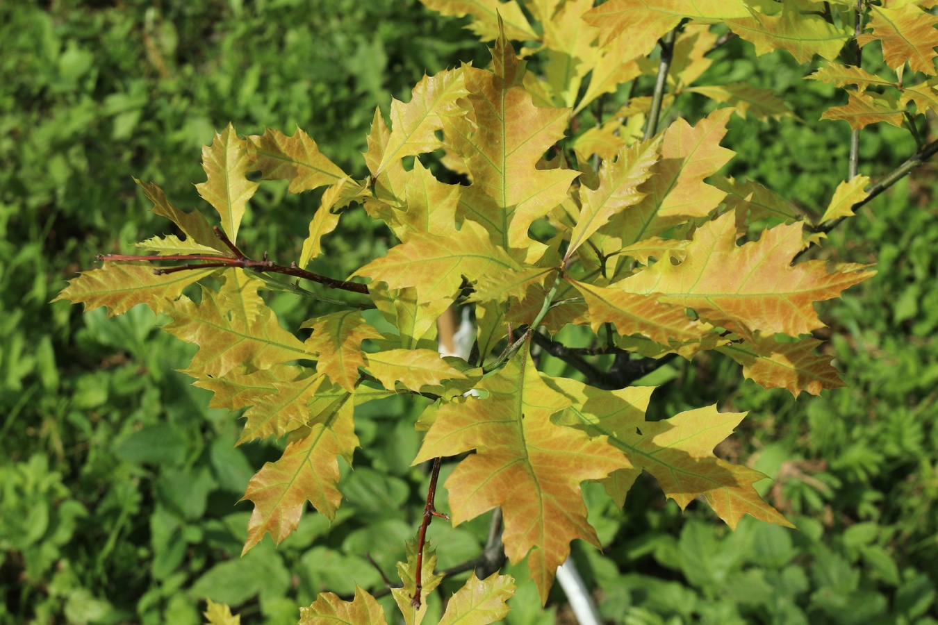 Изображение особи род Quercus.