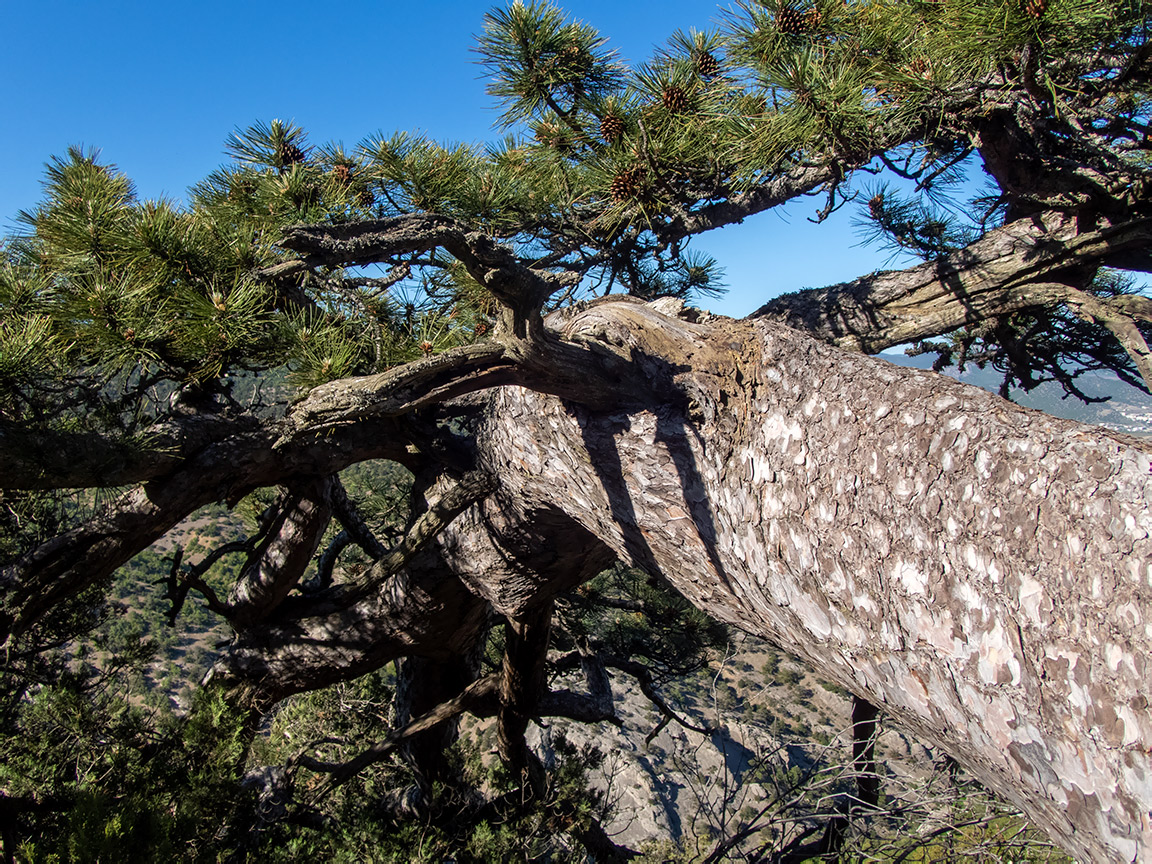 Image of Pinus pallasiana specimen.