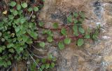 Parietaria elliptica. Побеги цветущего и плодоносящего растения. Дагестан, Гунибское плато, в трещине известняковой скалы у Царской тропы. 27.06.2025.