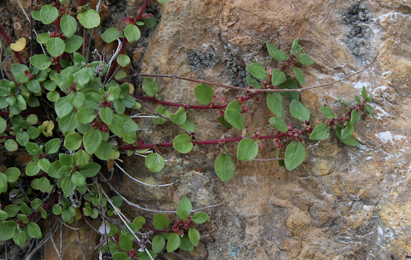 Изображение особи Parietaria elliptica.