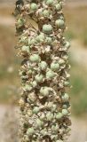 Eremurus tianschanicus. Часть соплодия. Узбекистан, г. Ташкент, Ботанический сад им. Ф.Н. Русанова, в культуре. 25.07.2026.