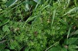 Galium rivale. Верхушки цветущих растений. Московская обл., Чеховский р-н, окр. дер. Оксино, смешанный лес, берег ручья. 31.08.2025.