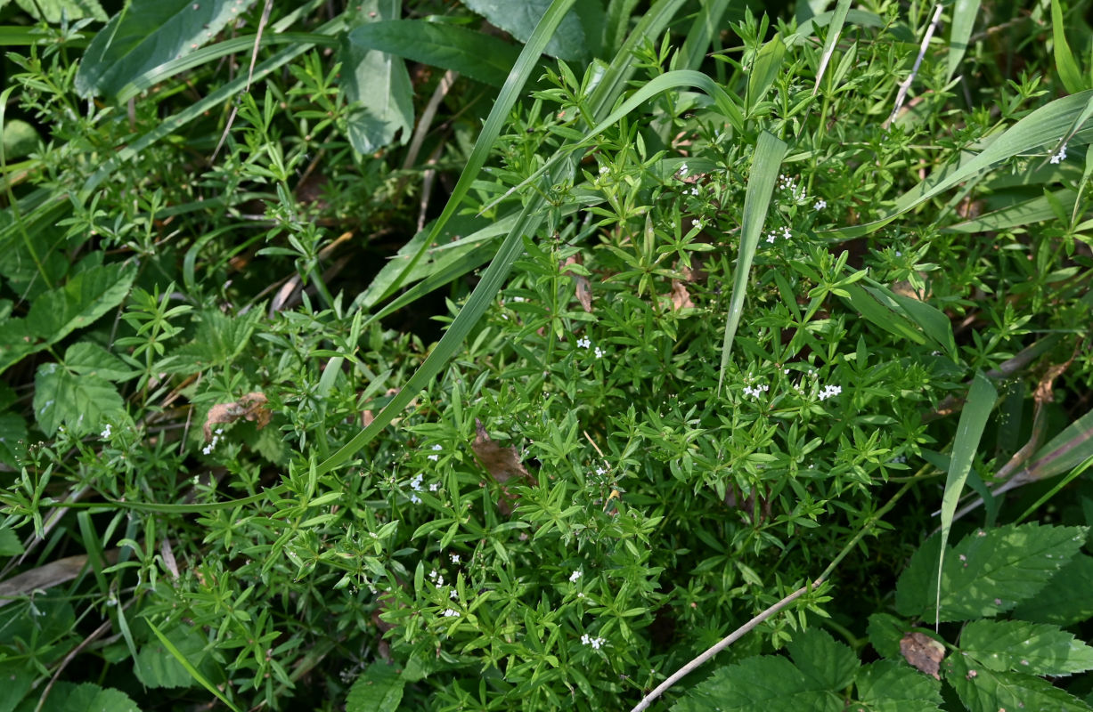 Image of Galium rivale specimen.