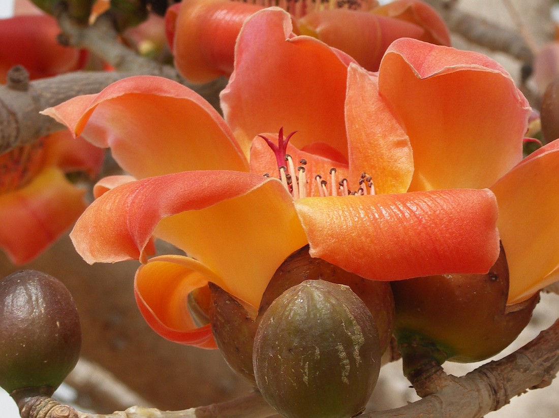 Image of Bombax ceiba specimen.