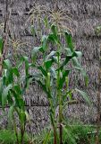 Zea mays. Цветущие растения. Португалия, о-в Мадейра, г. Сантана, в культуре. 20.08.2025.