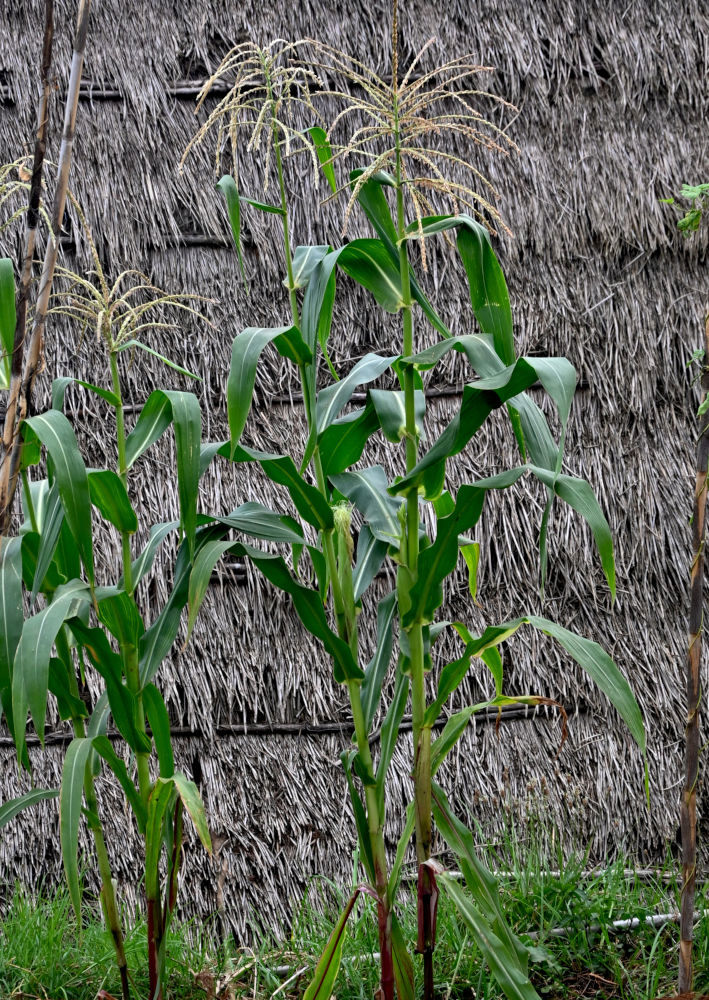 Изображение особи Zea mays.