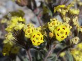 Arnebia tibetana