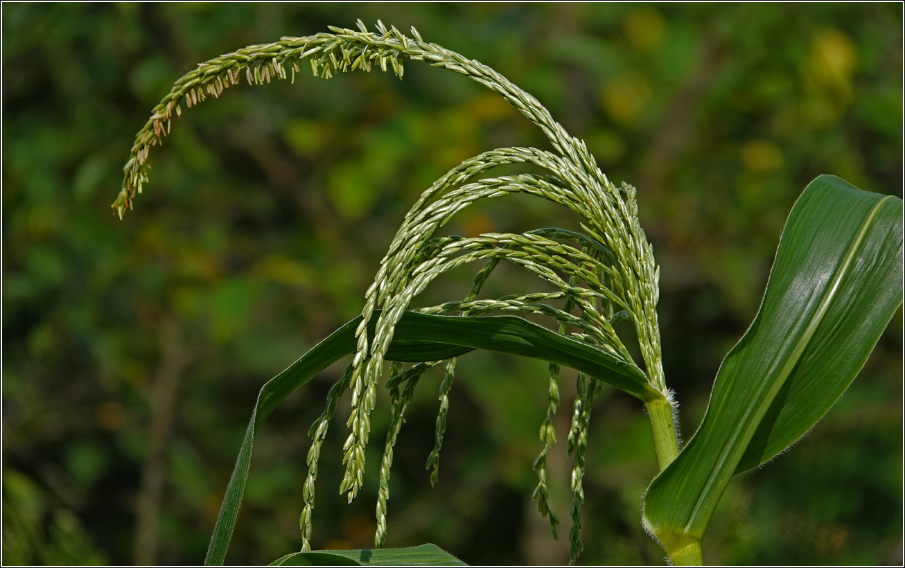Image of Zea mays specimen.