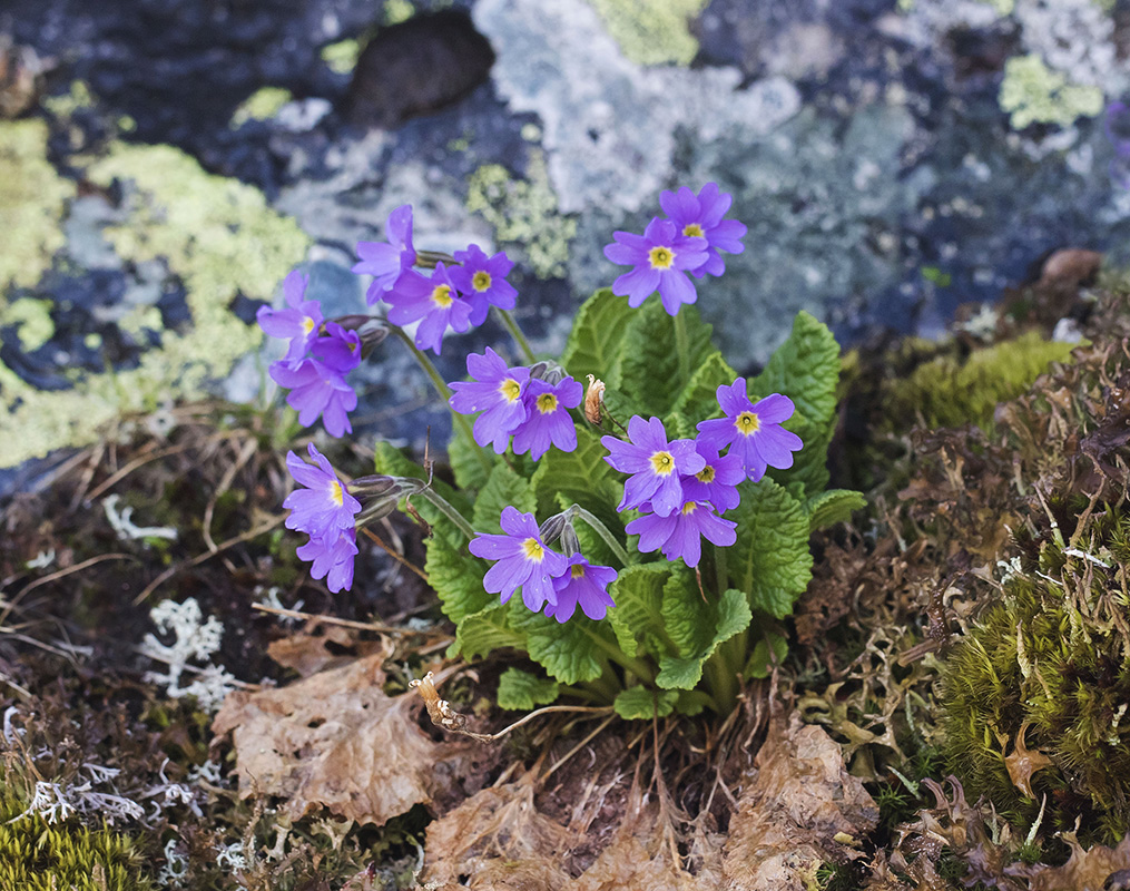 Изображение особи Primula amoena.