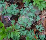 Corydalis paczoskii. Цветущее растение. Крым, Ангарский перевал. 30.04.2011.