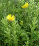 Ranunculus polyanthemos