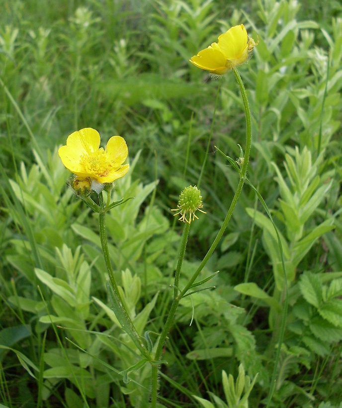 Image of Ranunculus polyanthemos specimen.