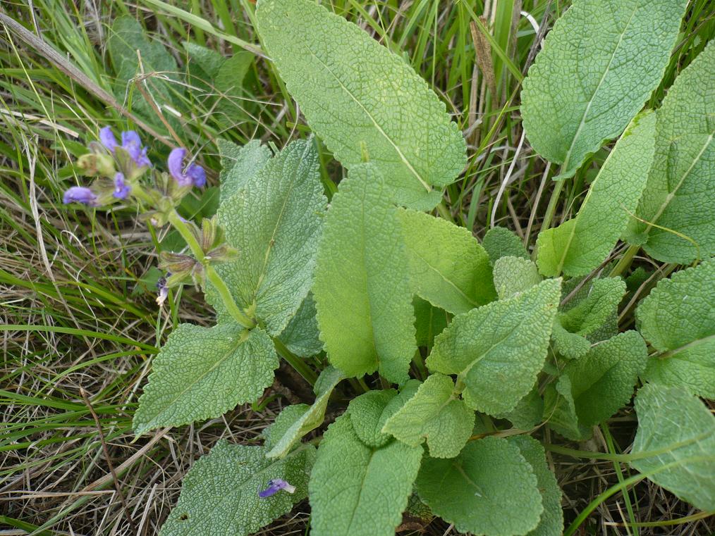 Изображение особи Salvia stepposa.