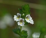 Euphrasia stricta. Верхняя часть растения с соцветием. Московская обл., Раменский р-н, окр. дер. Хрипань, садовый участок.