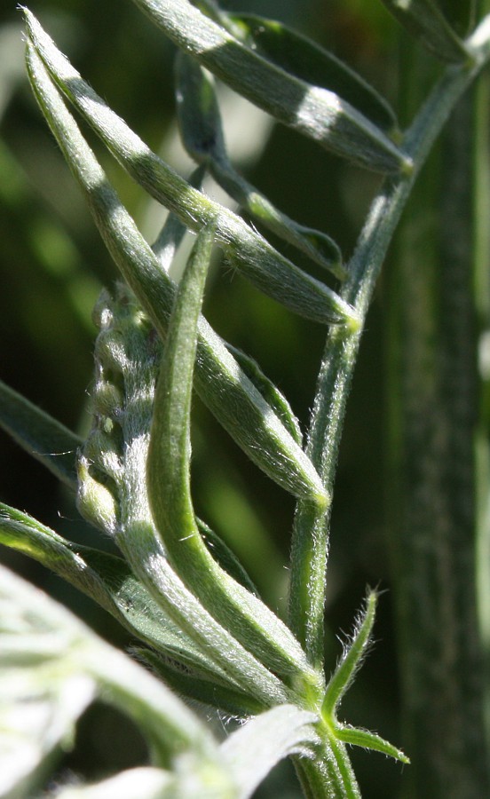 Image of Vicia cracca specimen.