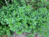 Medicago sativa. Вегетирующее растение. Украина, Киев, Южная Борщаговка, ул. Булгакова. 18 мая 2011 г.