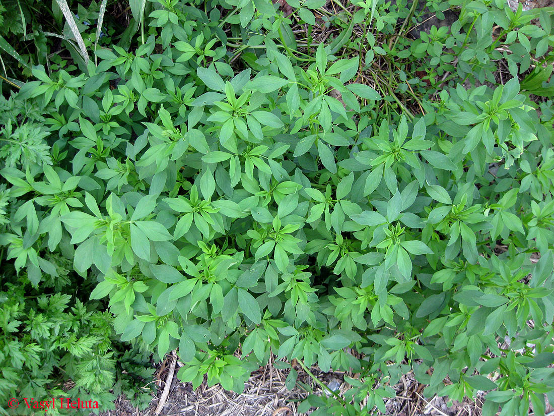 Image of Medicago sativa specimen.