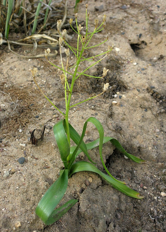 Image of Ornithogalum tempskyanum specimen.