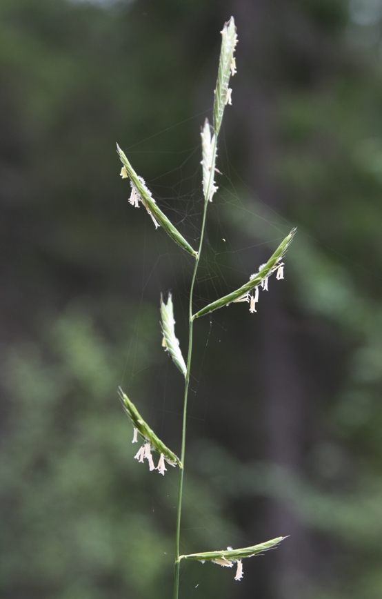 Изображение особи Brachypodium pinnatum.