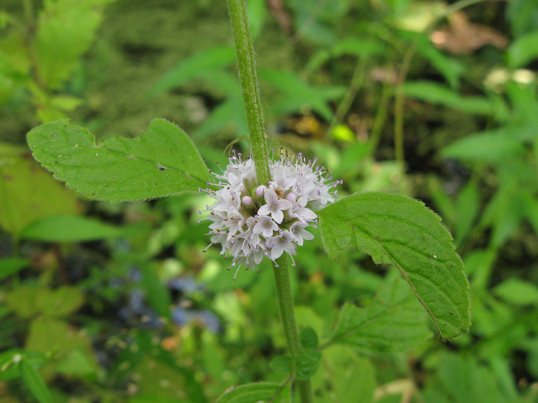 Изображение особи Mentha arvensis.