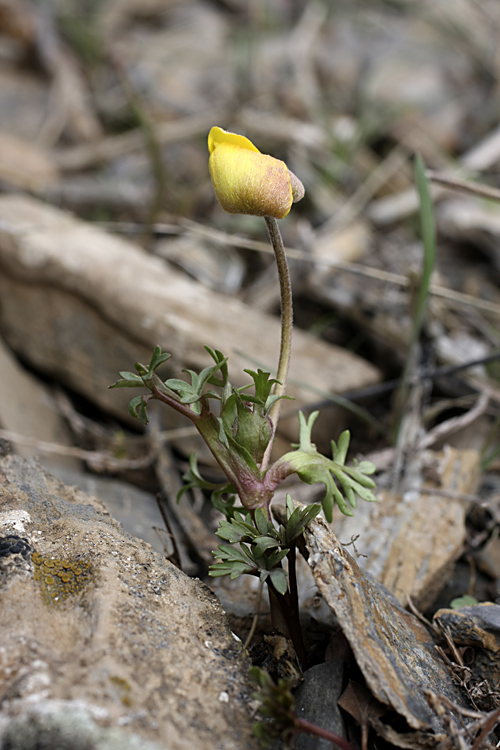 Изображение особи Anemone petiolulosa.